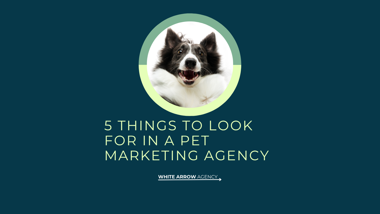 Choosing the Right Pet Marketing Agency